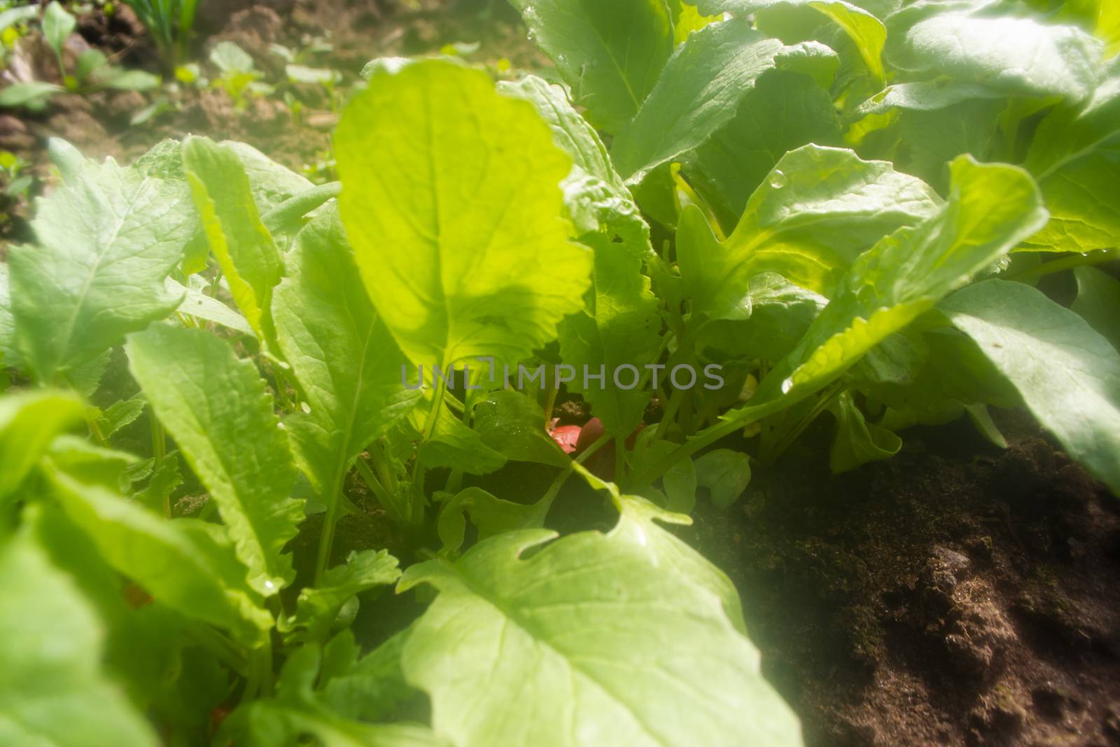 radish garden bed, radish green leaves together with sedge weeds