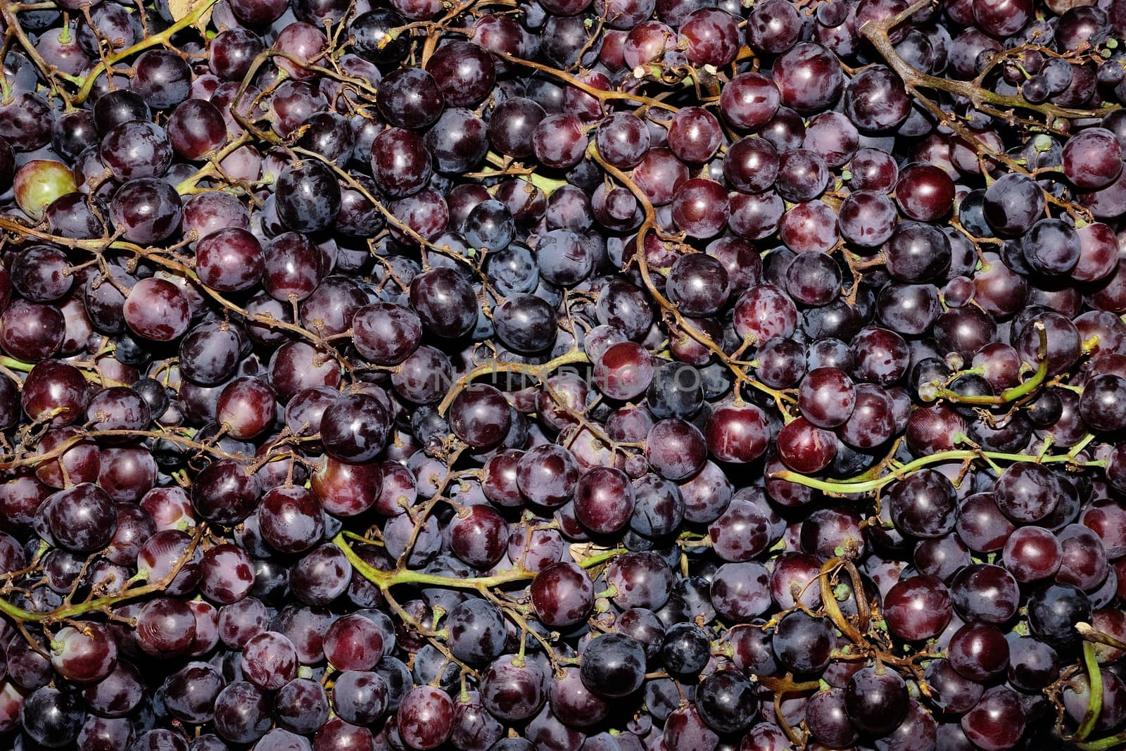 Grapes, burgundy, red. For background. by moviephoto