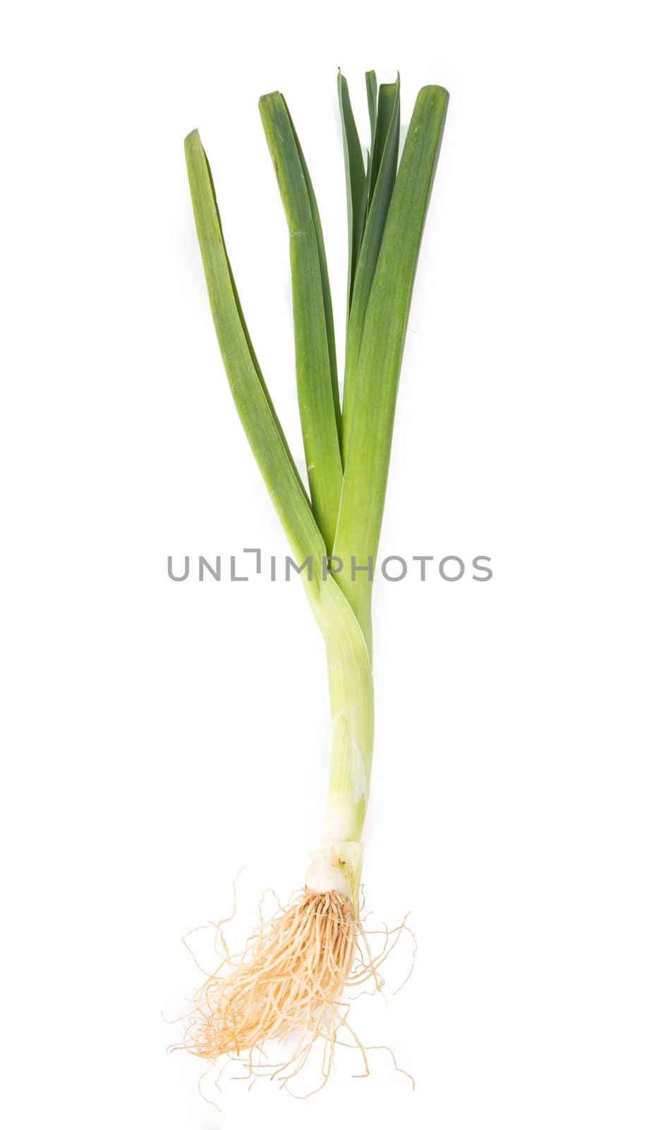 leek isolated on white background by tehcheesiong