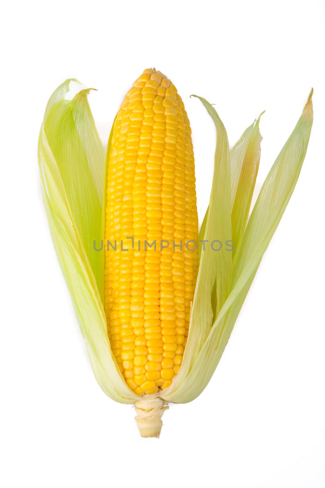 sweet corn isolated on white background by tehcheesiong