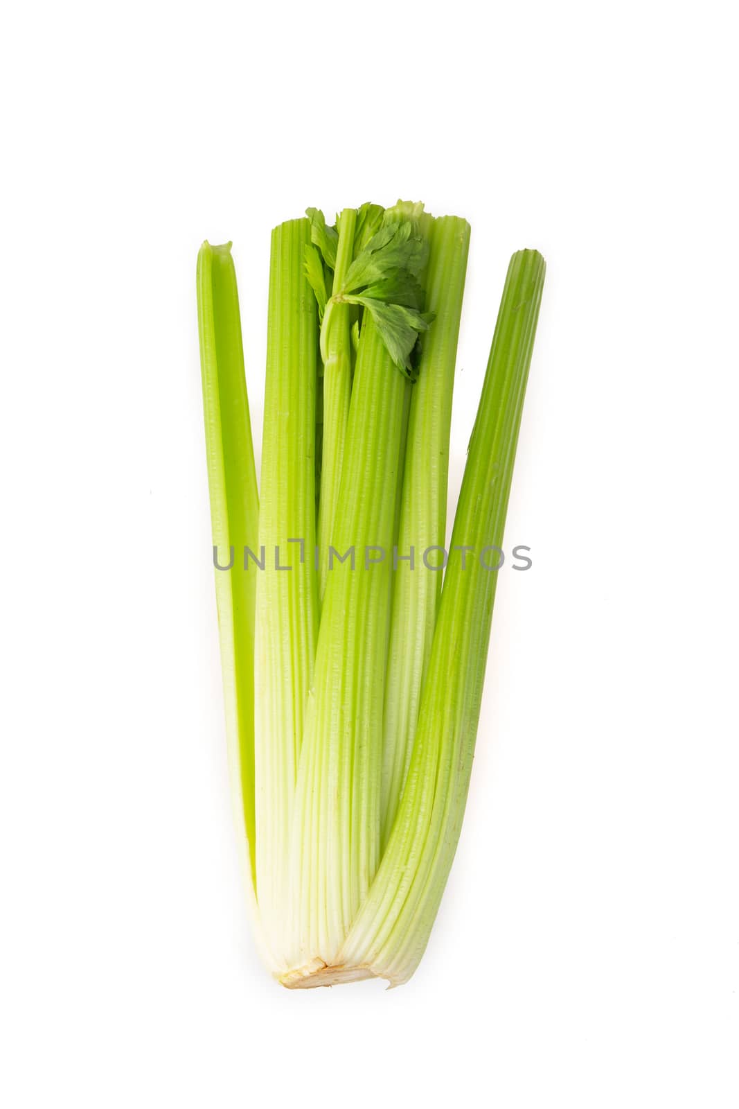 celery isolated on white background by tehcheesiong