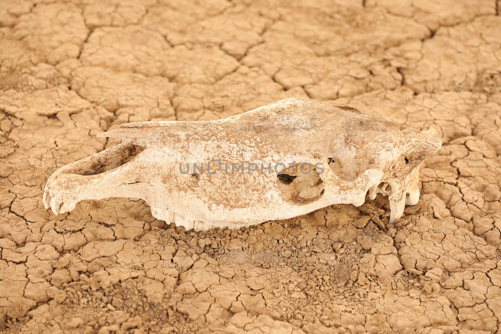 Animal Skull Masai Mara Kenya Africa