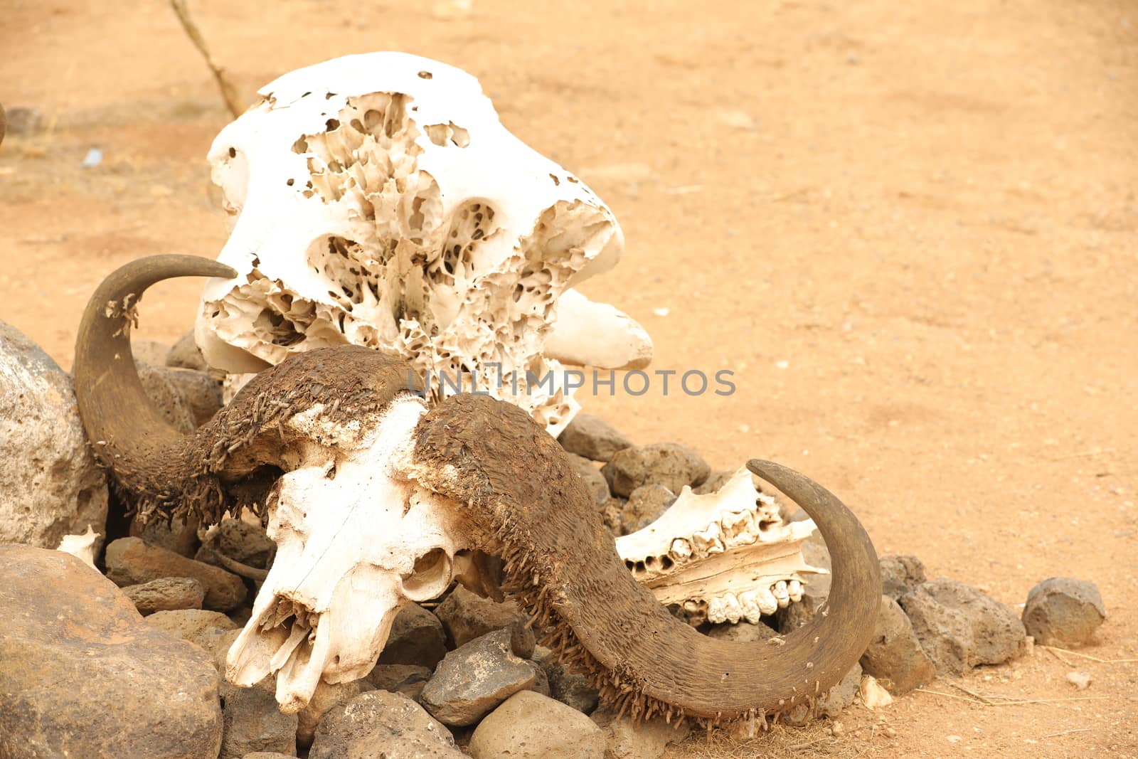 Animal Skull by rajastills