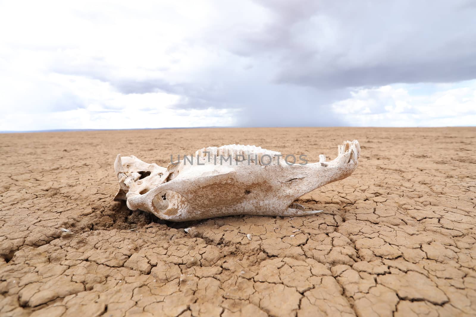 Animal Skull Masai Mara Kenya Africa