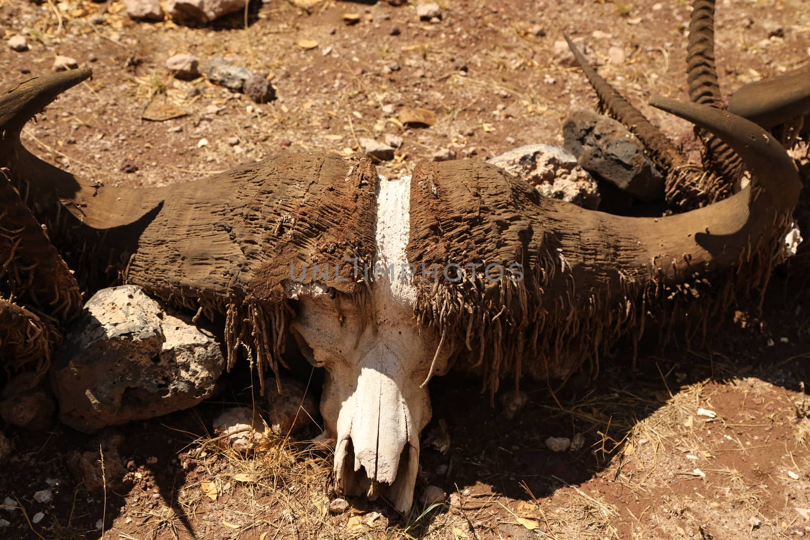 Animal Skull Masai Mara Kenya Africa