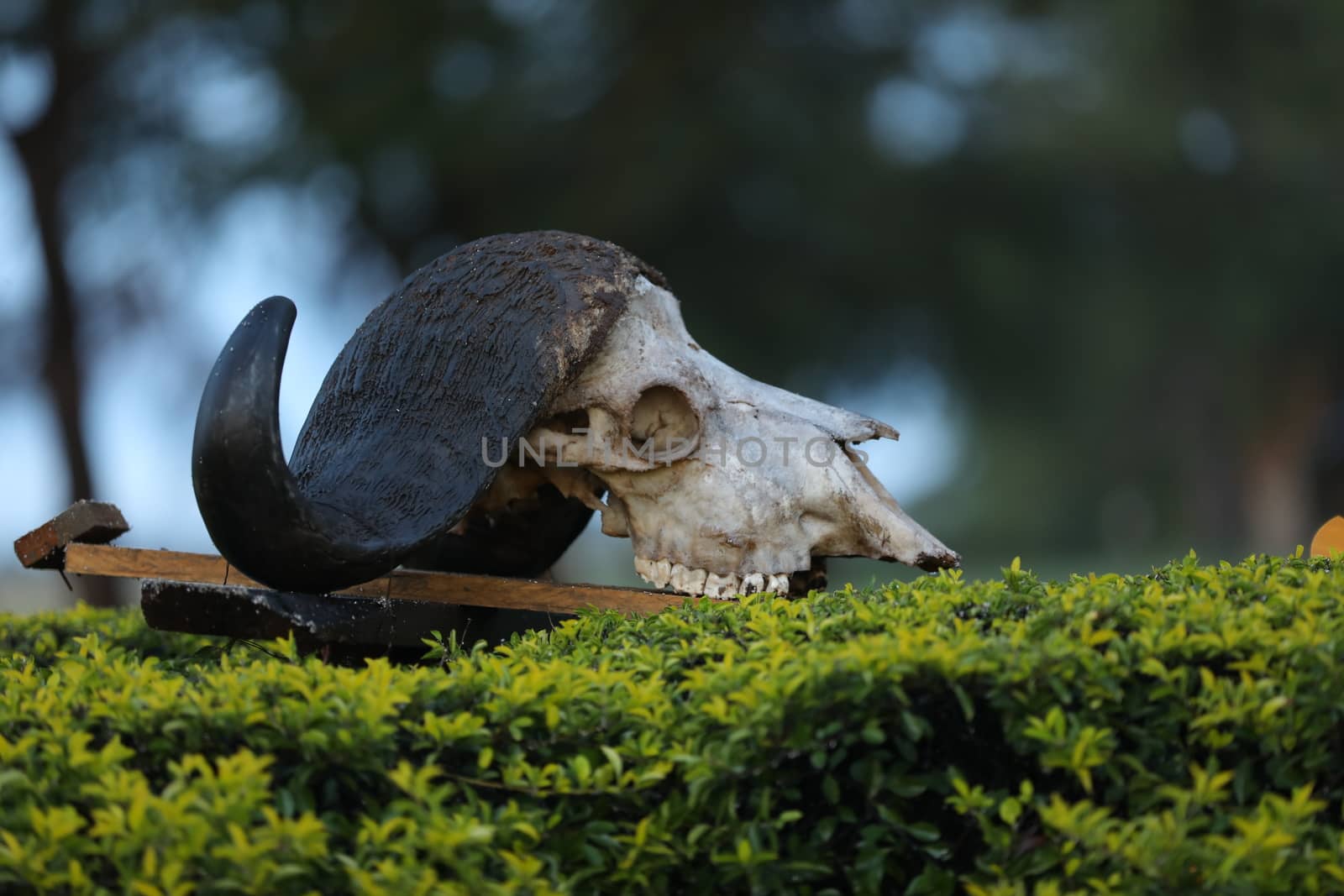 Animal Skull Masai Mara Kenya Africa