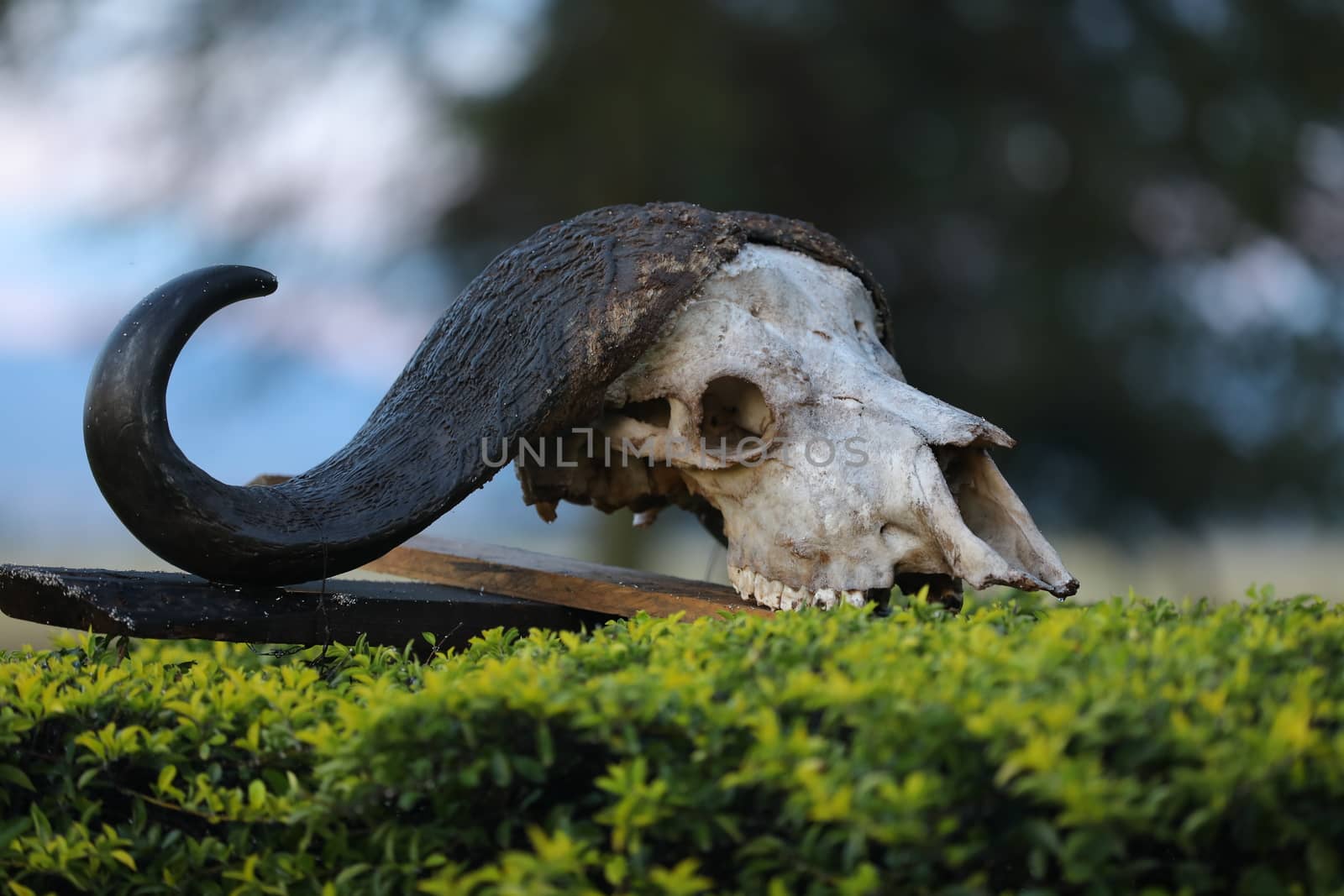 Animal Skull by rajastills