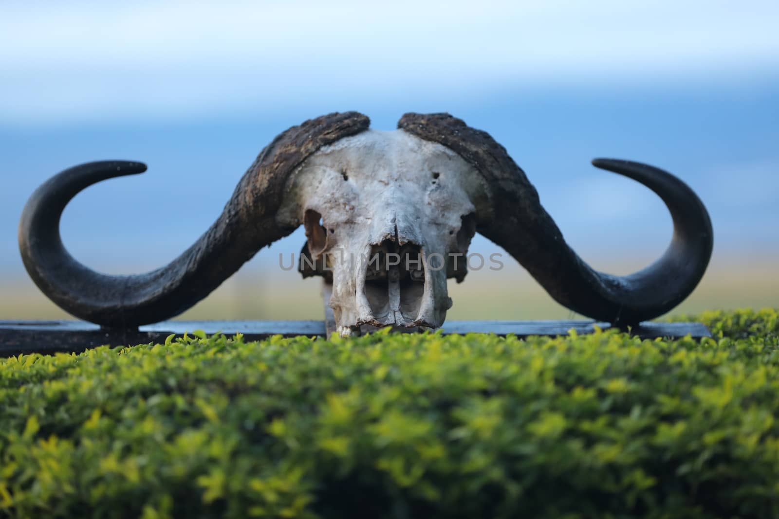 Animal Skull Masai Mara Kenya Africa