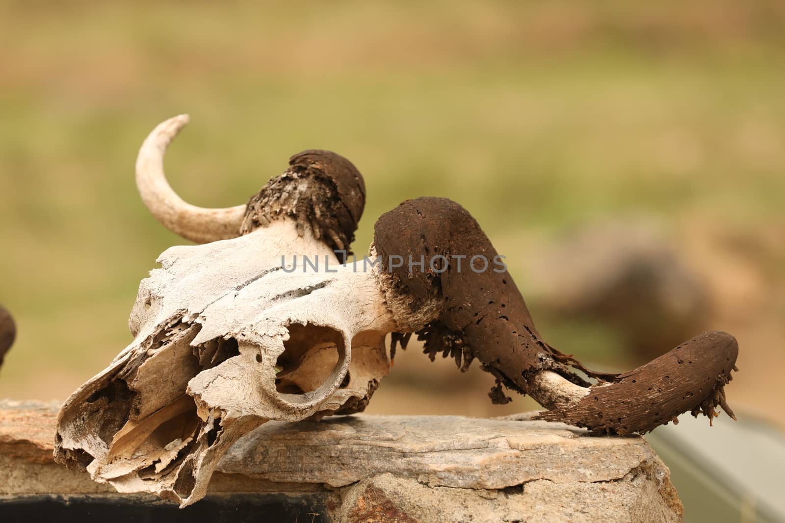 Animal Skull Masai Mara Kenya Africa