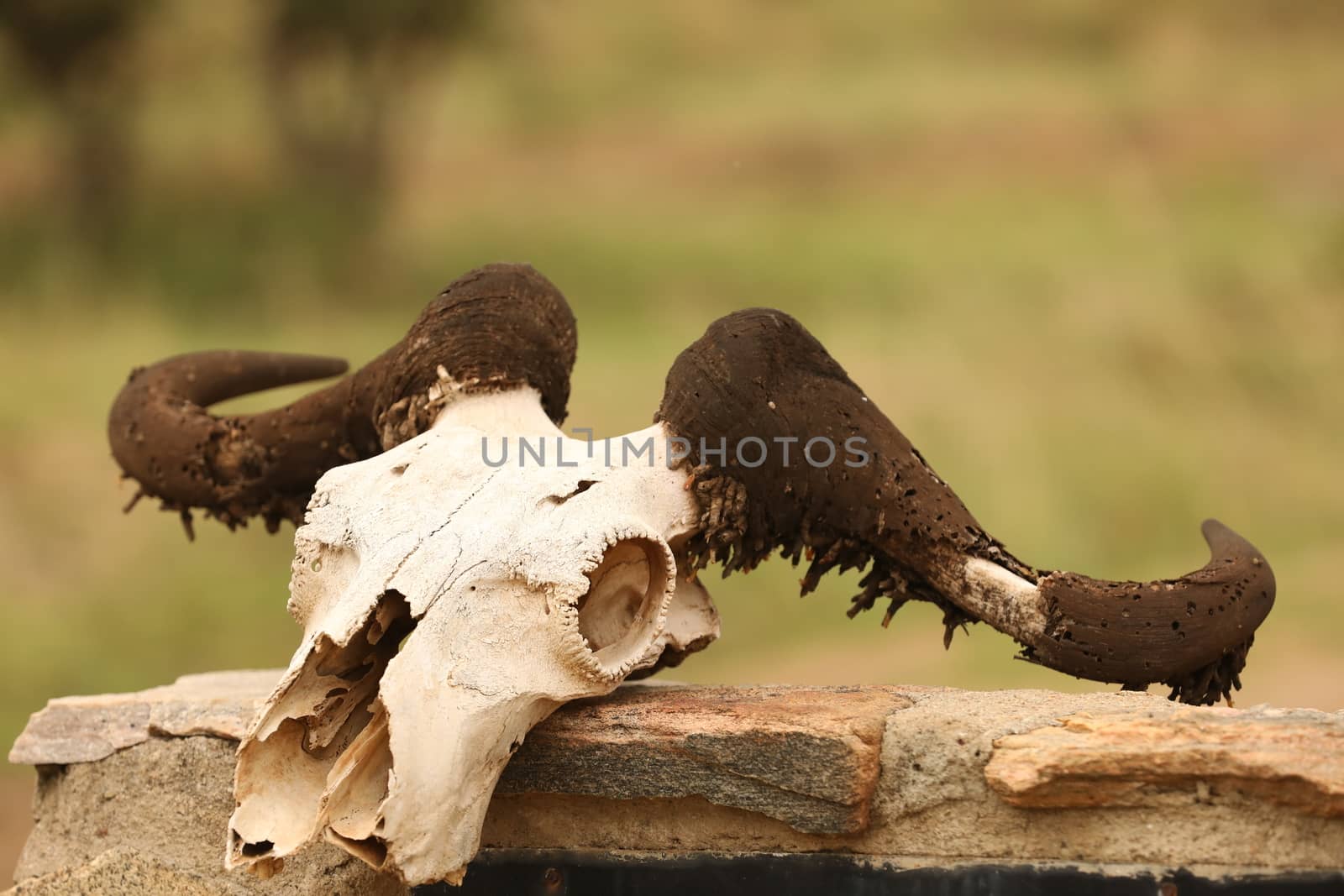 Animal Skull by rajastills