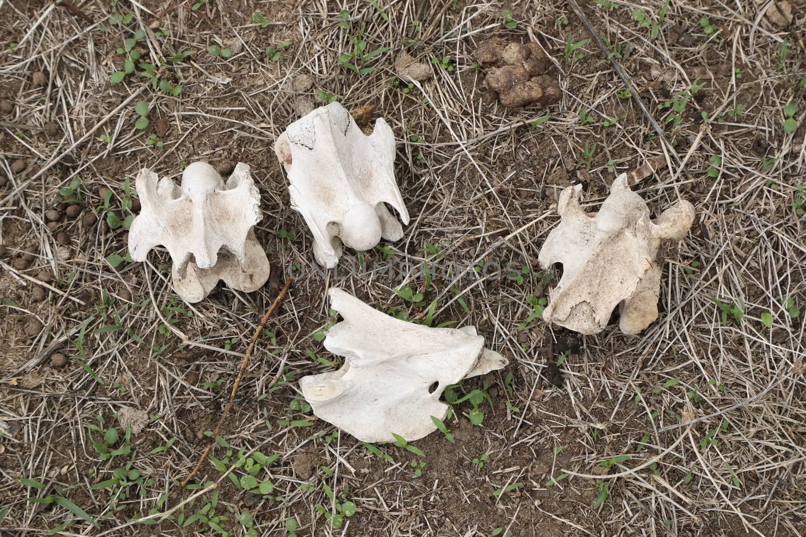 Animal Skull Masai Mara Kenya Africa