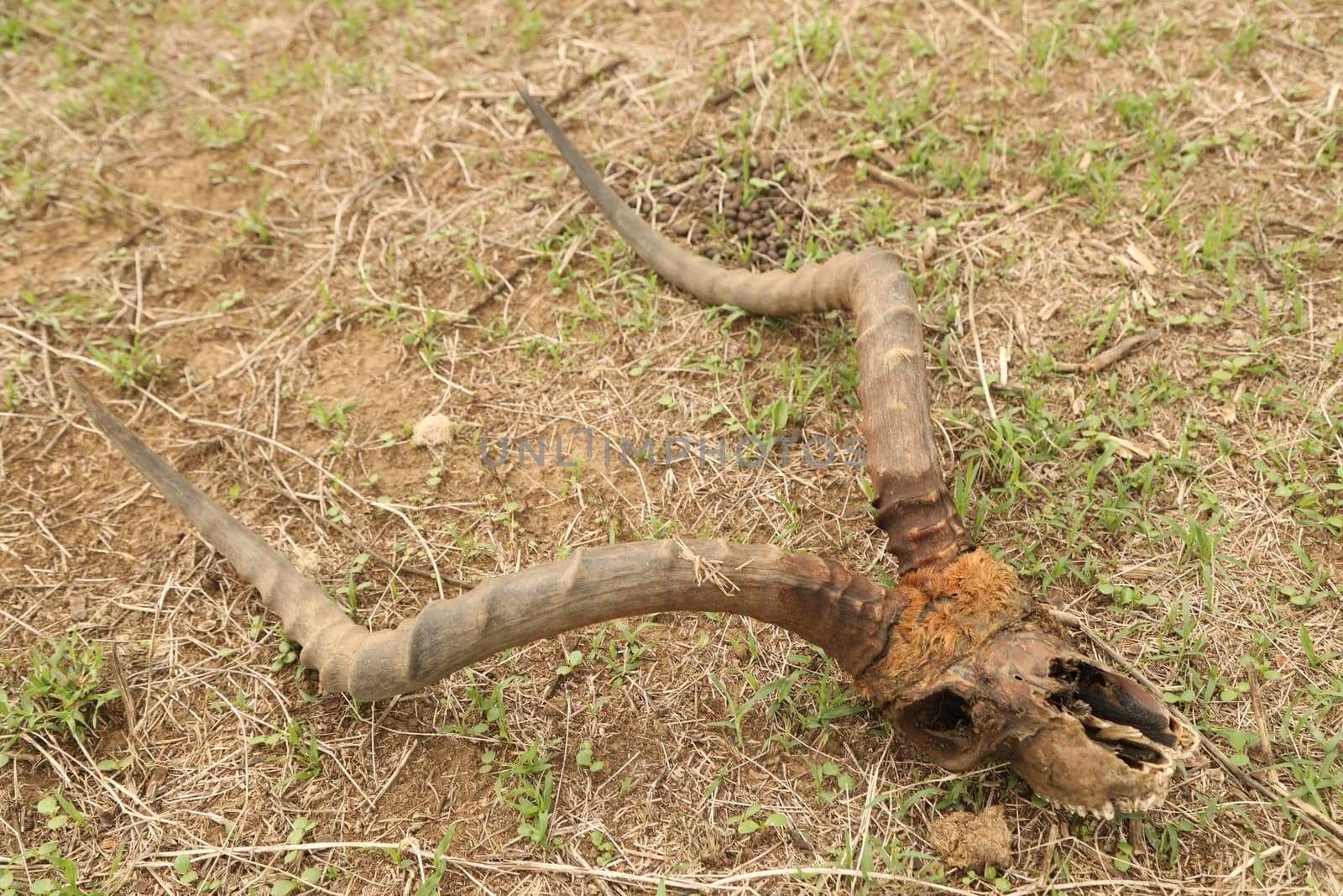 Animal Skull Masai Mara Kenya Africa