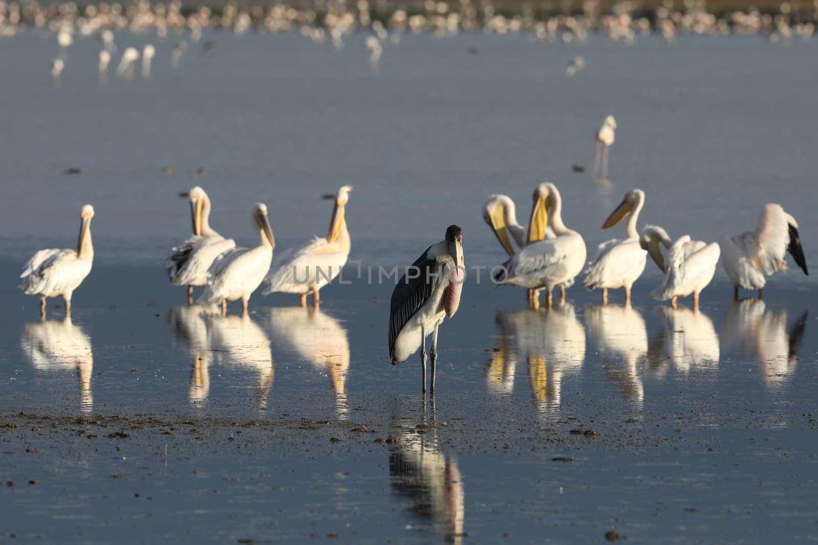 Birds by rajastills