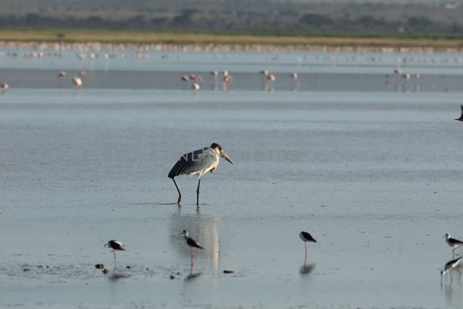 Birds by rajastills