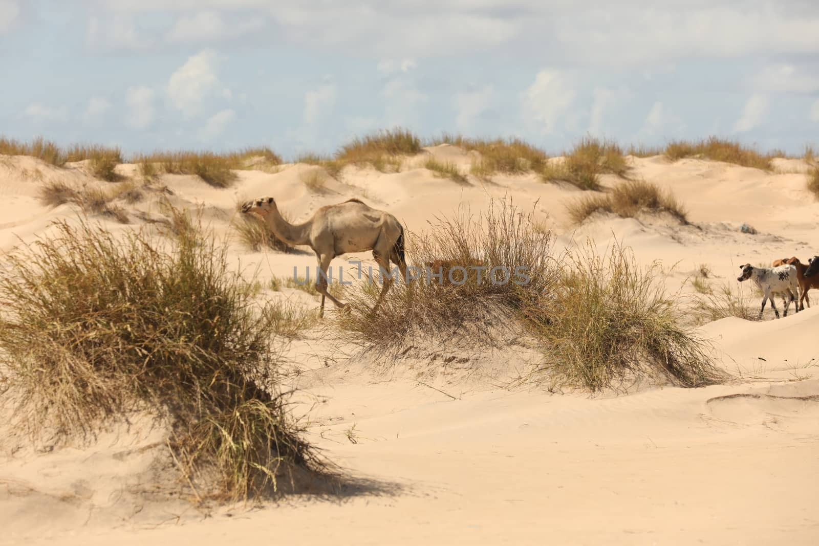 Camel in a Desert by rajastills