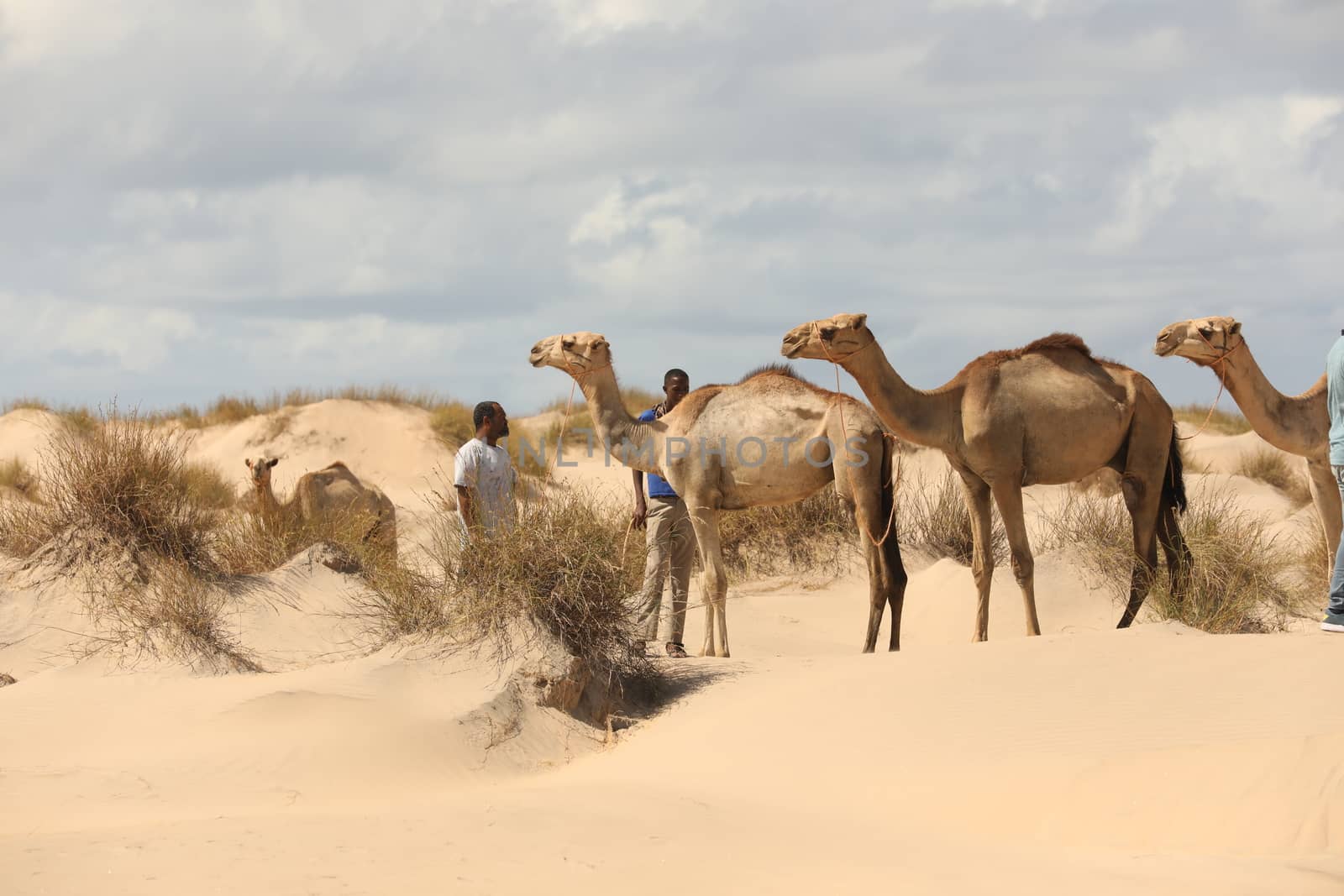 Camel in a Desert