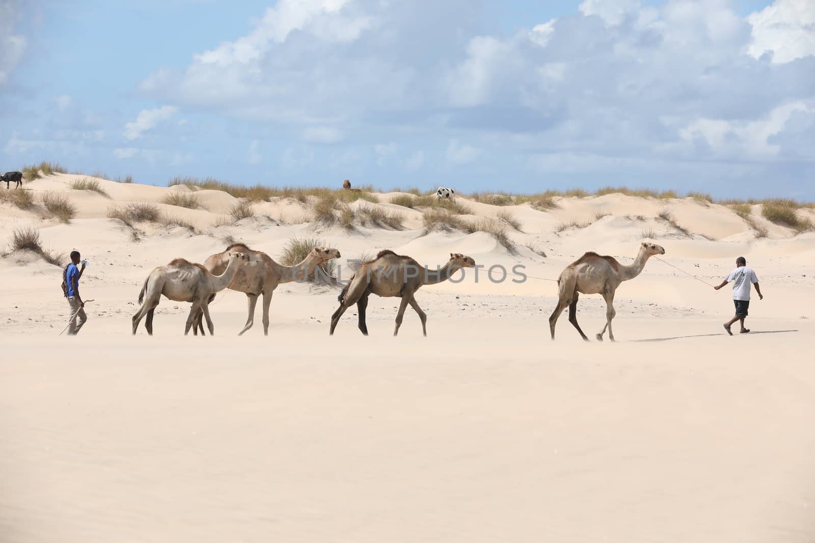 Camel in a Desert by rajastills