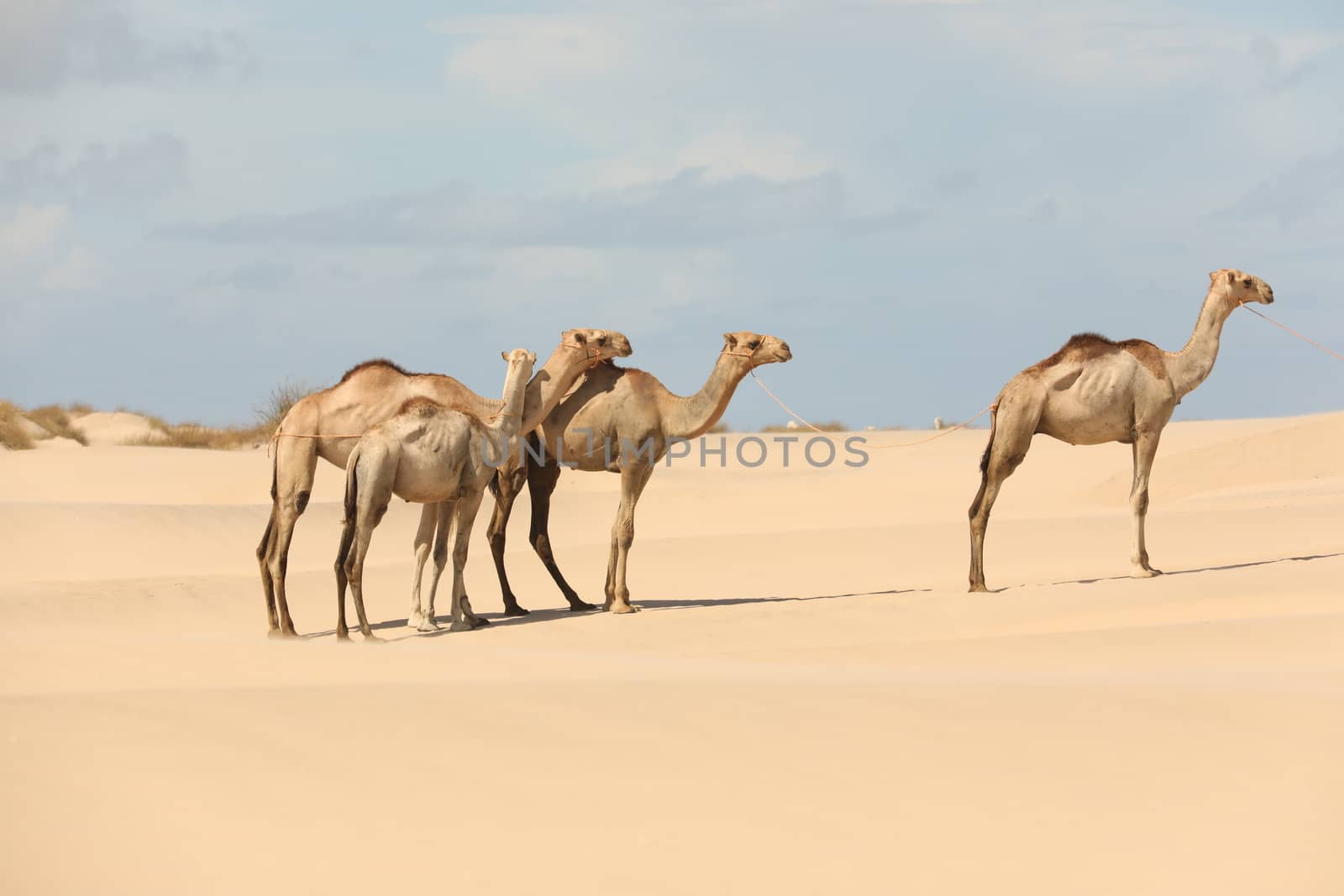 Camel in a Desert