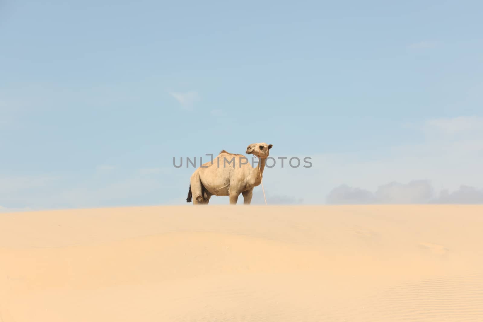 Camel in a Desert by rajastills