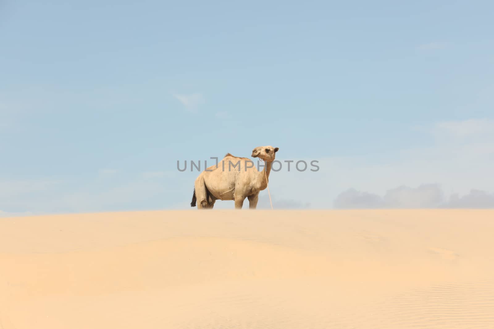 Camel in a Desert