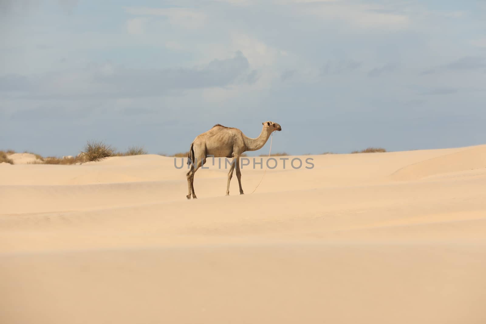 Camel in a Desert by rajastills