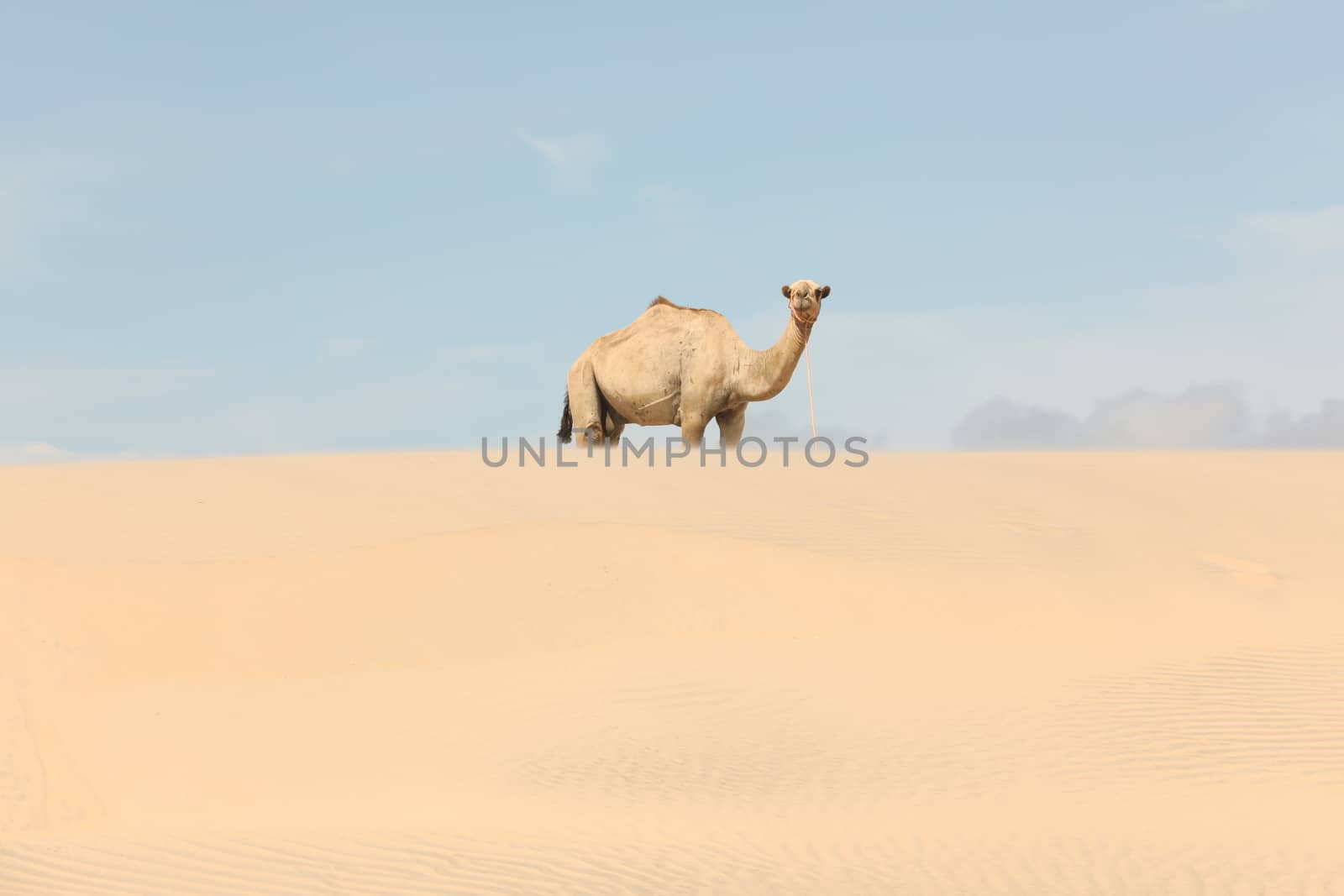 Camel in a Desert