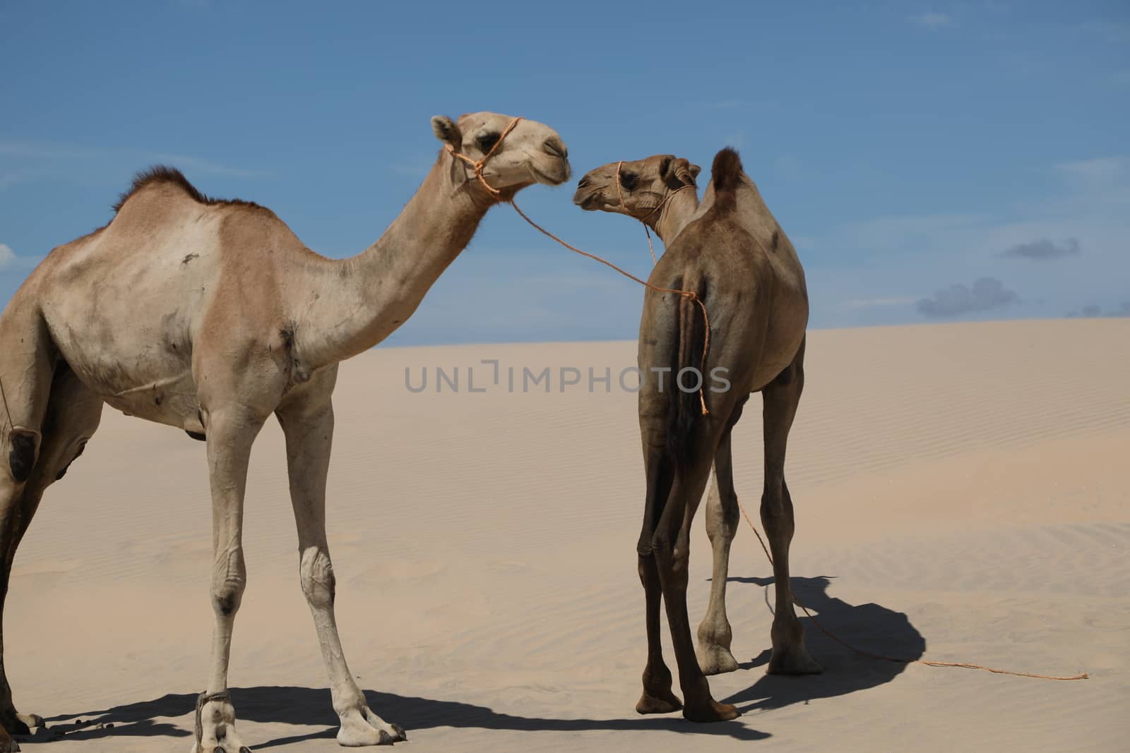 Camel in a Desert