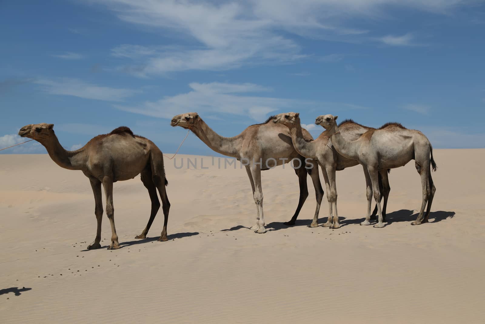 Camel in a Desert