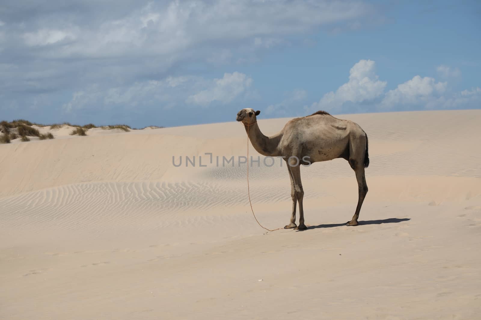 Camel in a Desert