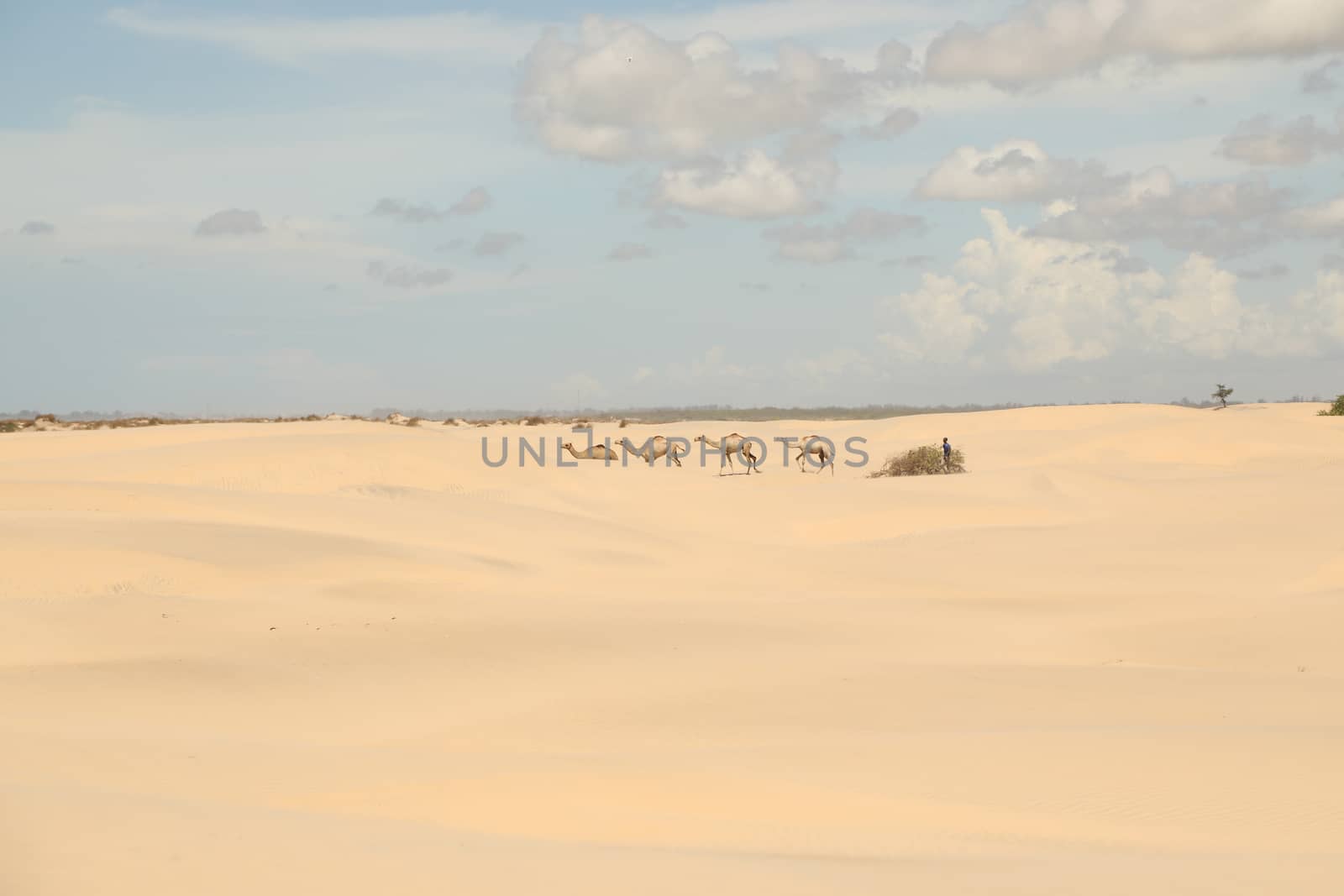 Camel in a Desert by rajastills