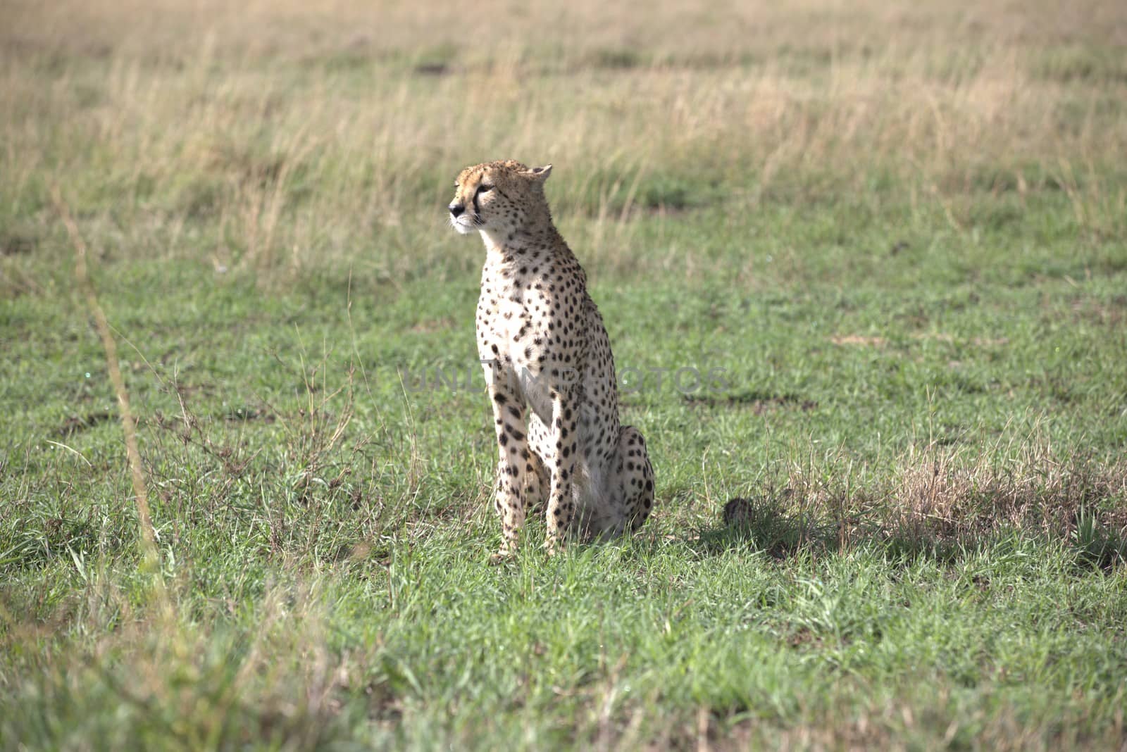 Cheetah In Grass In Masai Mara National Park