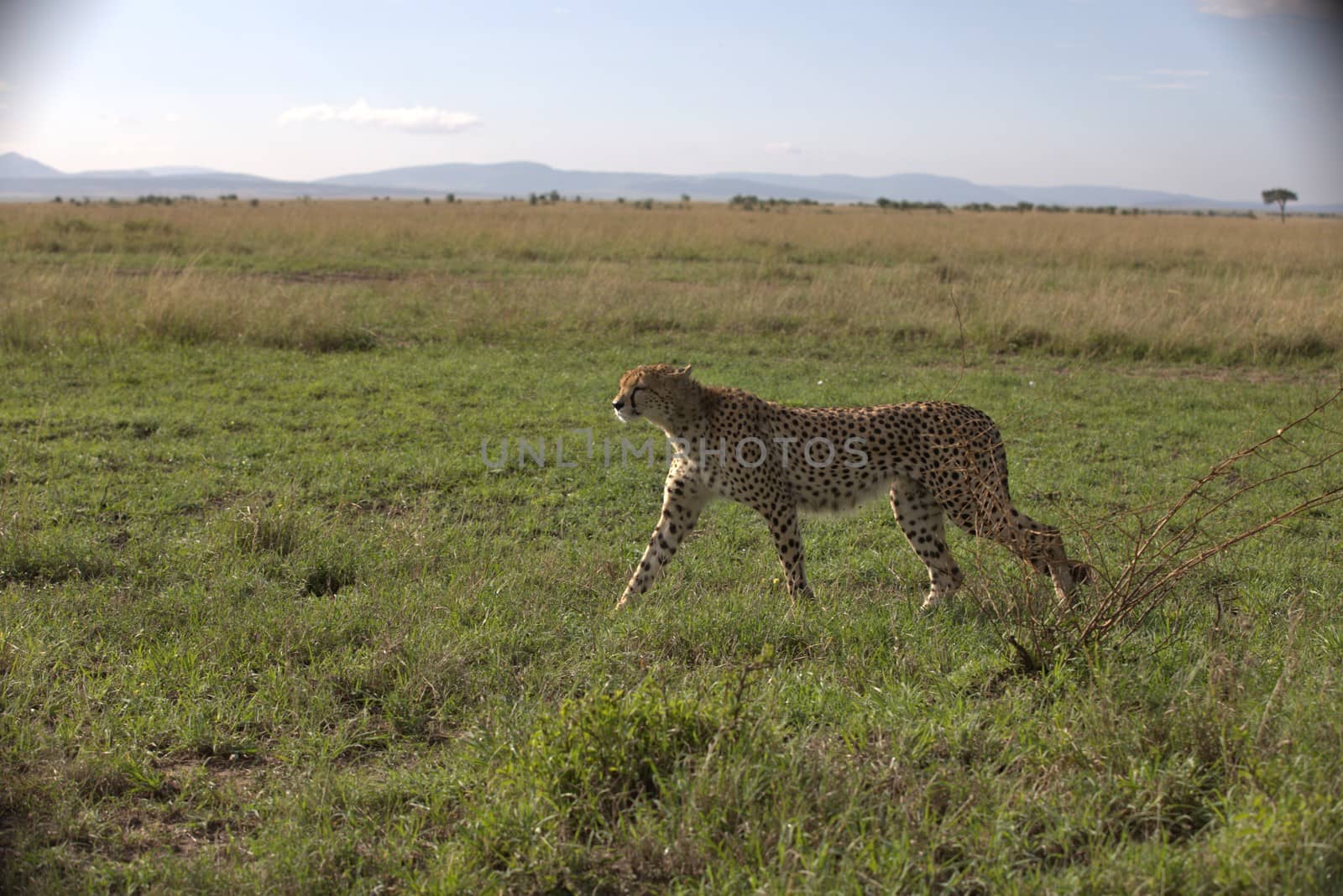 Cheetah In Grass by rajastills