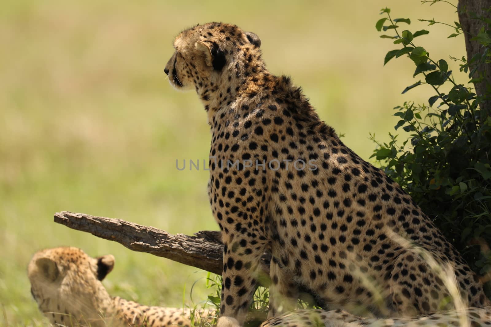 Cheetah In Grass by rajastills