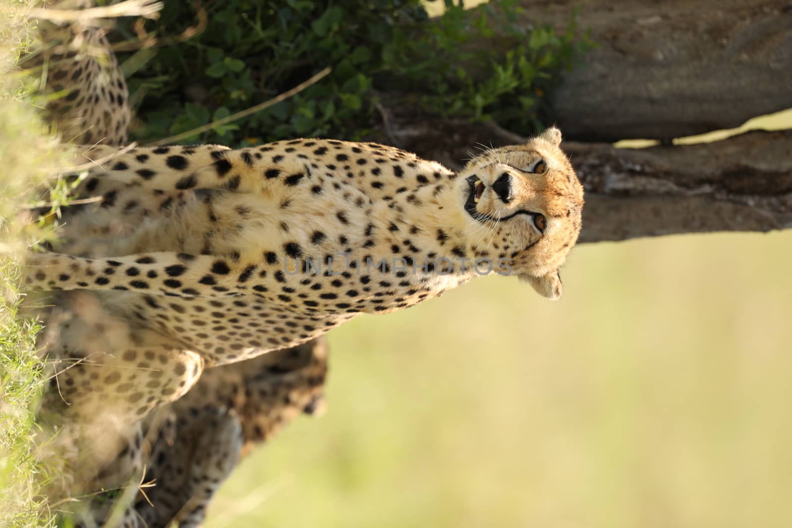 Cheetah In Grass In Masai Mara National Park