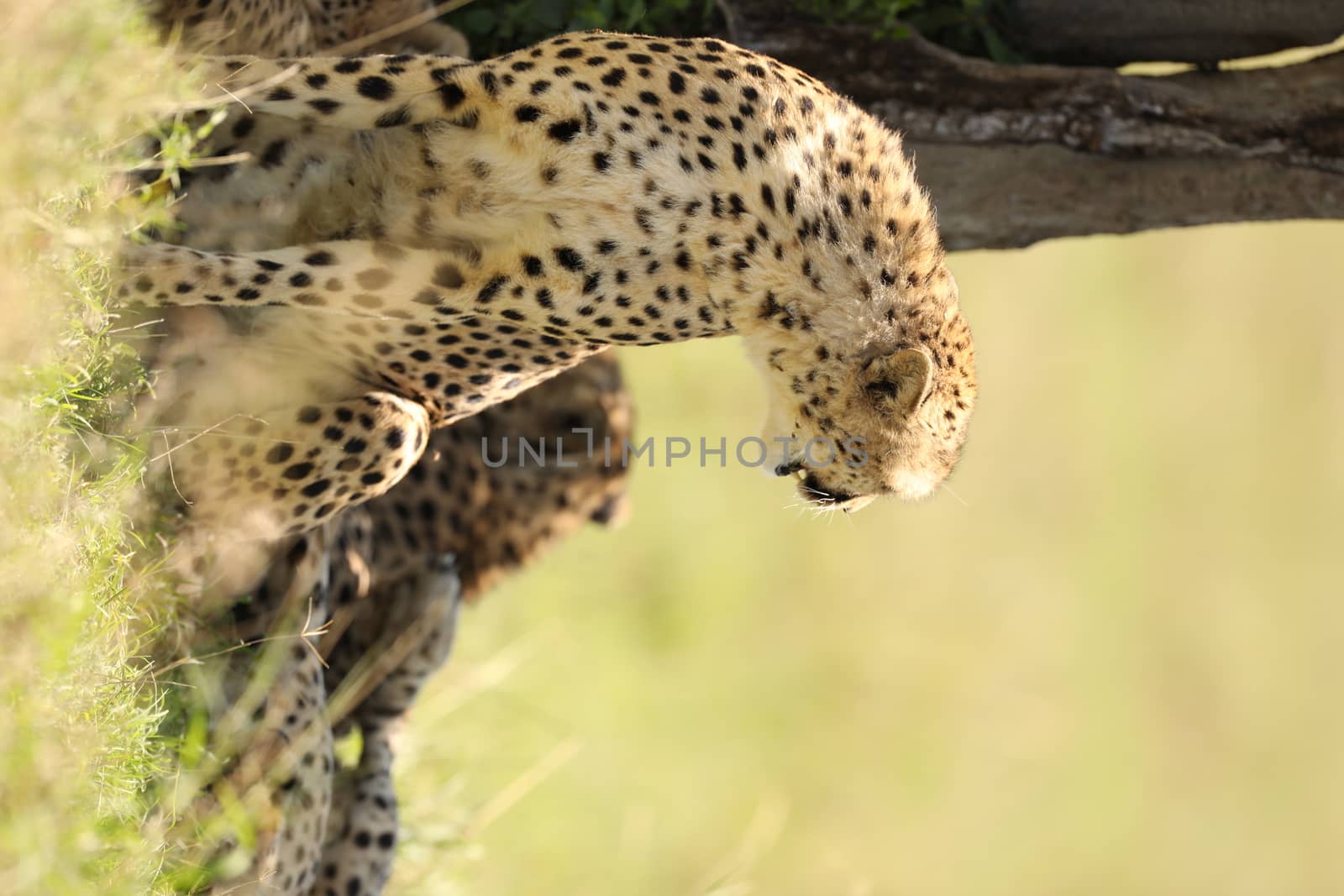 Cheetah In Grass In Masai Mara National Park