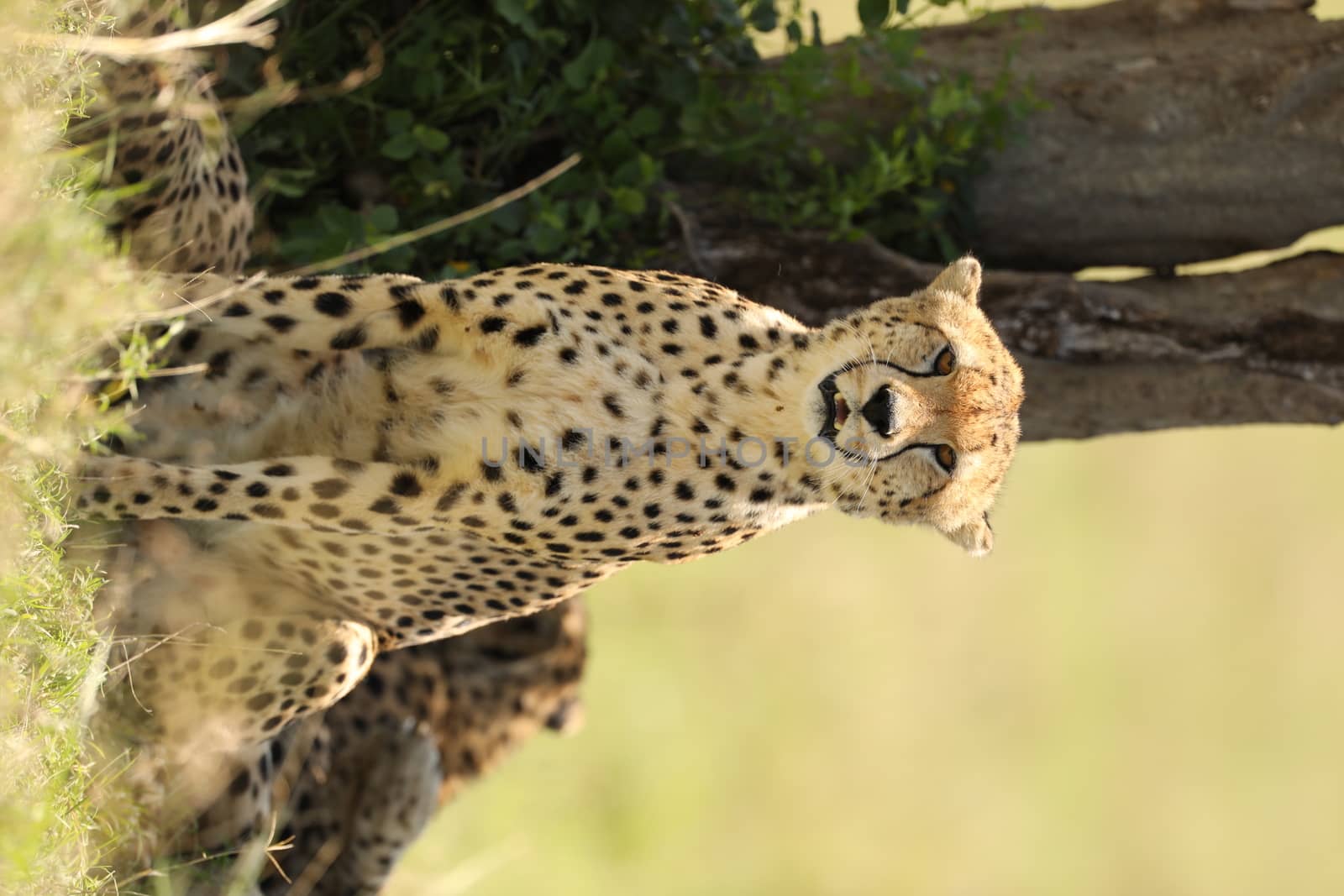 Cheetah In Grass In Masai Mara National Park