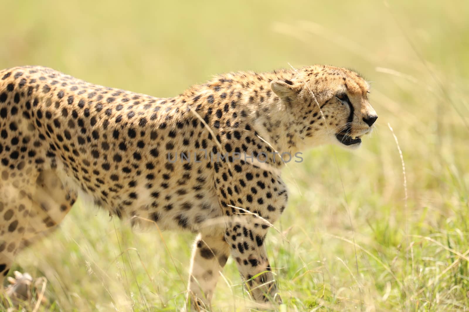 Cheetah In Grass In Masai Mara National Park