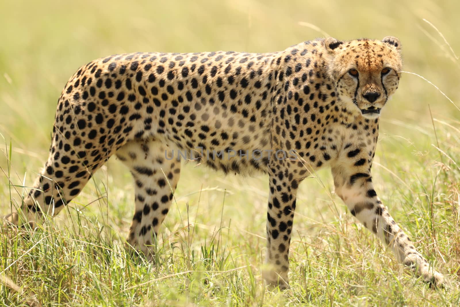 Cheetah In Grass In Masai Mara National Park