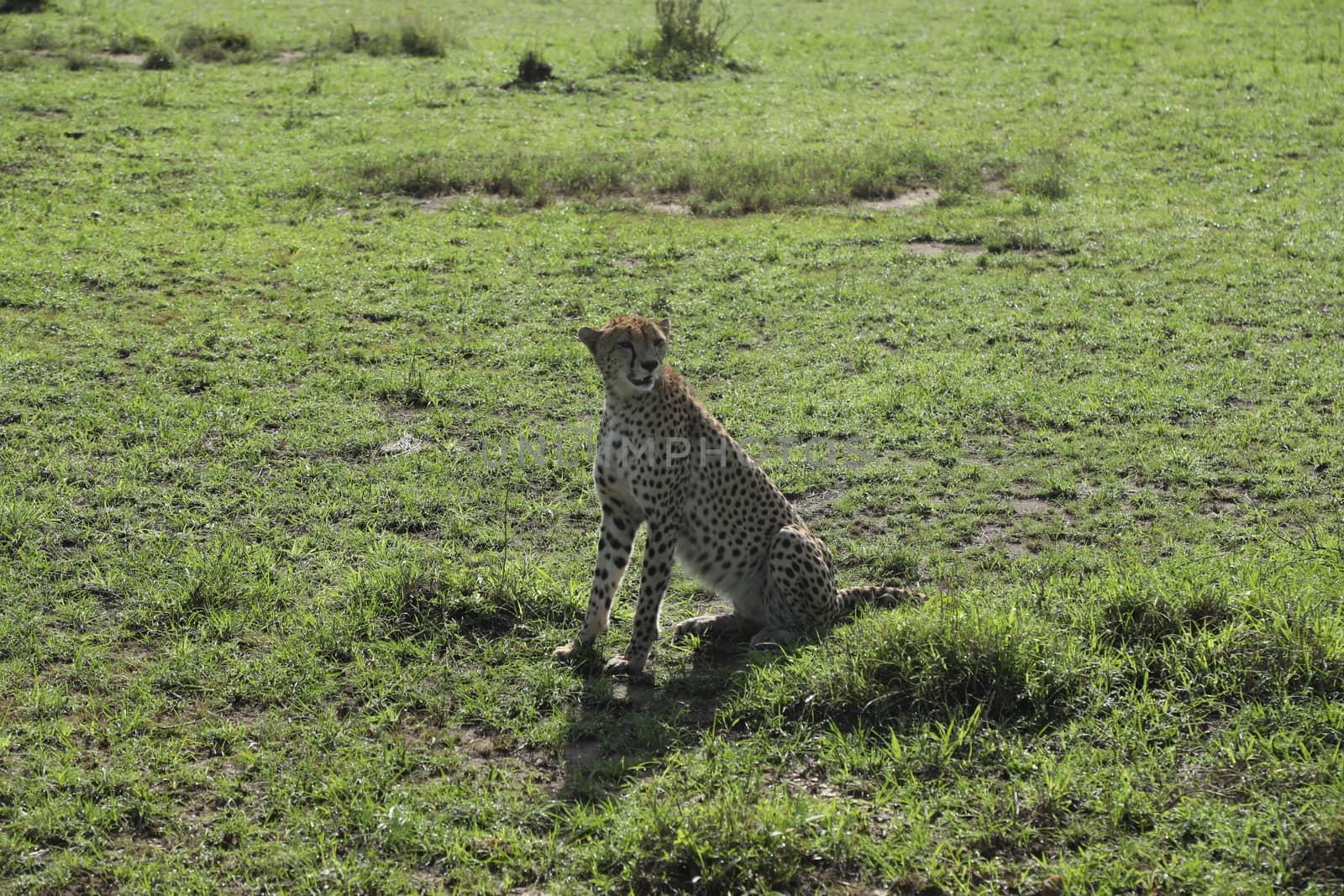 Cheetah In Grass In Masai Mara National Park