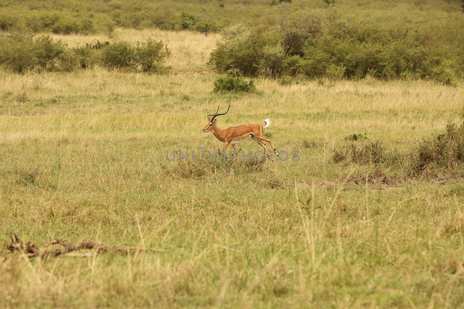 Deer At Masai Mara Kenya Africa