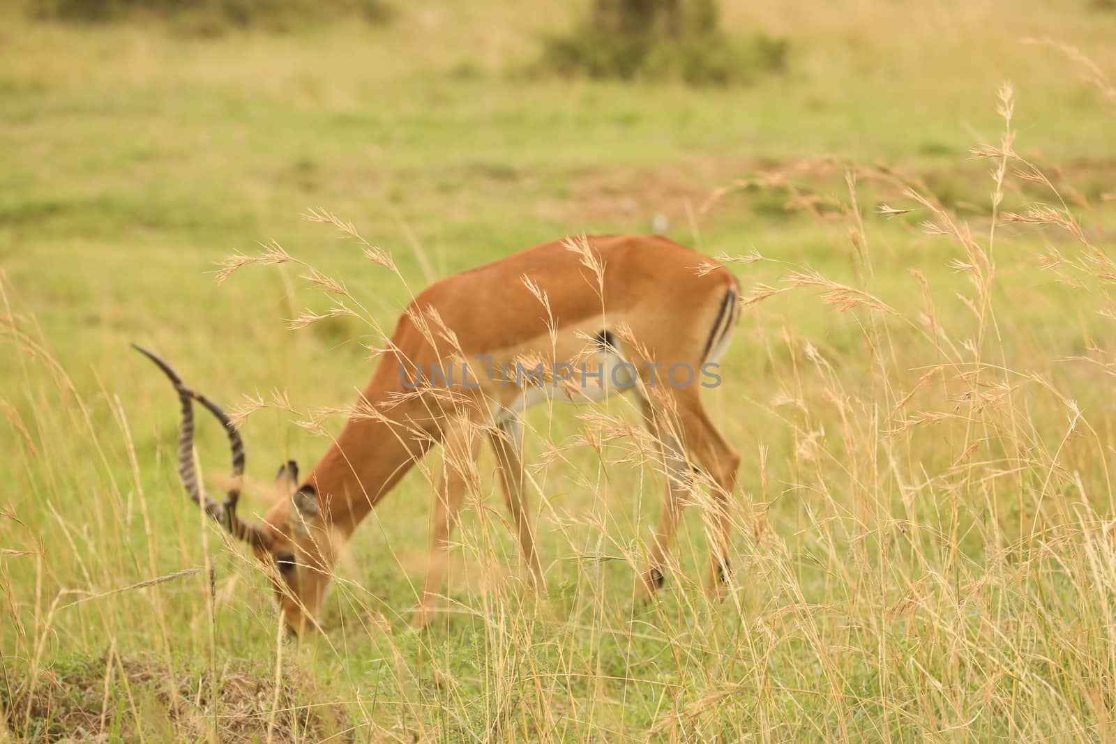 Deer At Masai Mara Kenya Africa