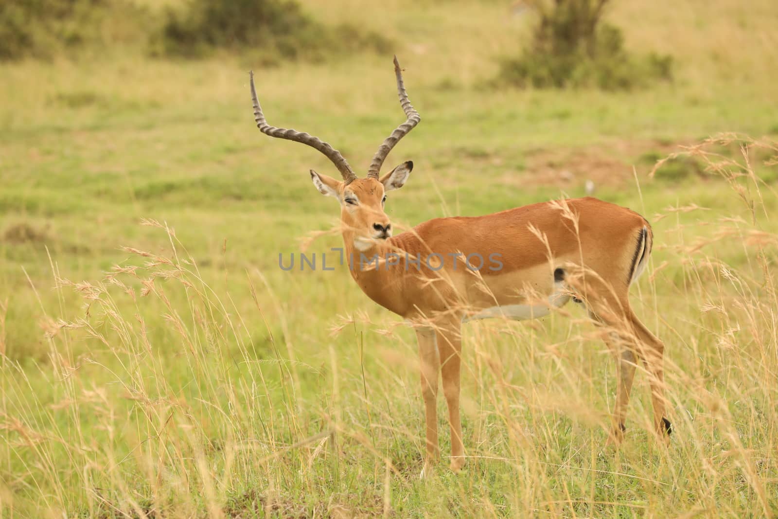 Deer At Masai Mara Kenya Africa