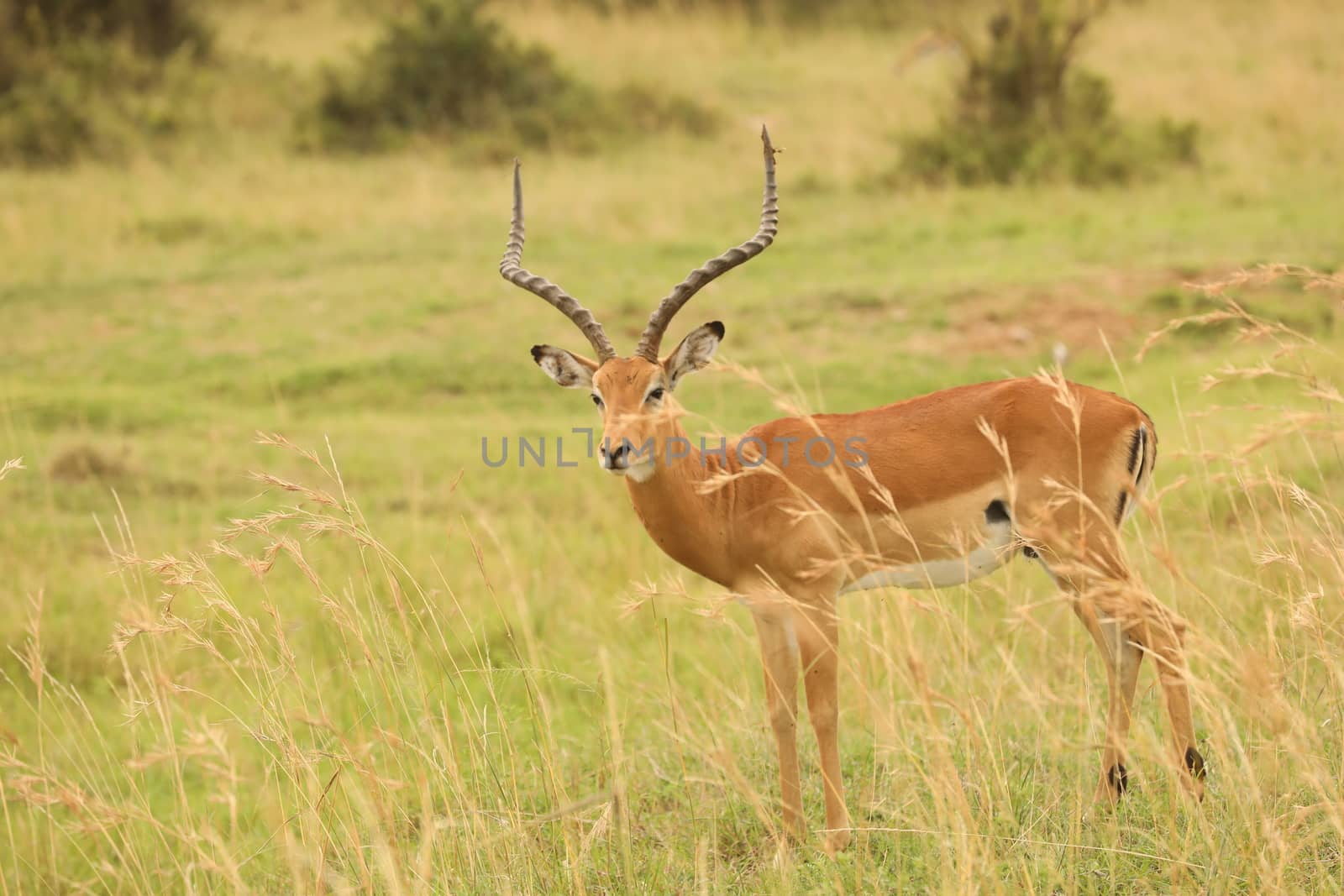 Deer At Masai Mara Kenya Africa