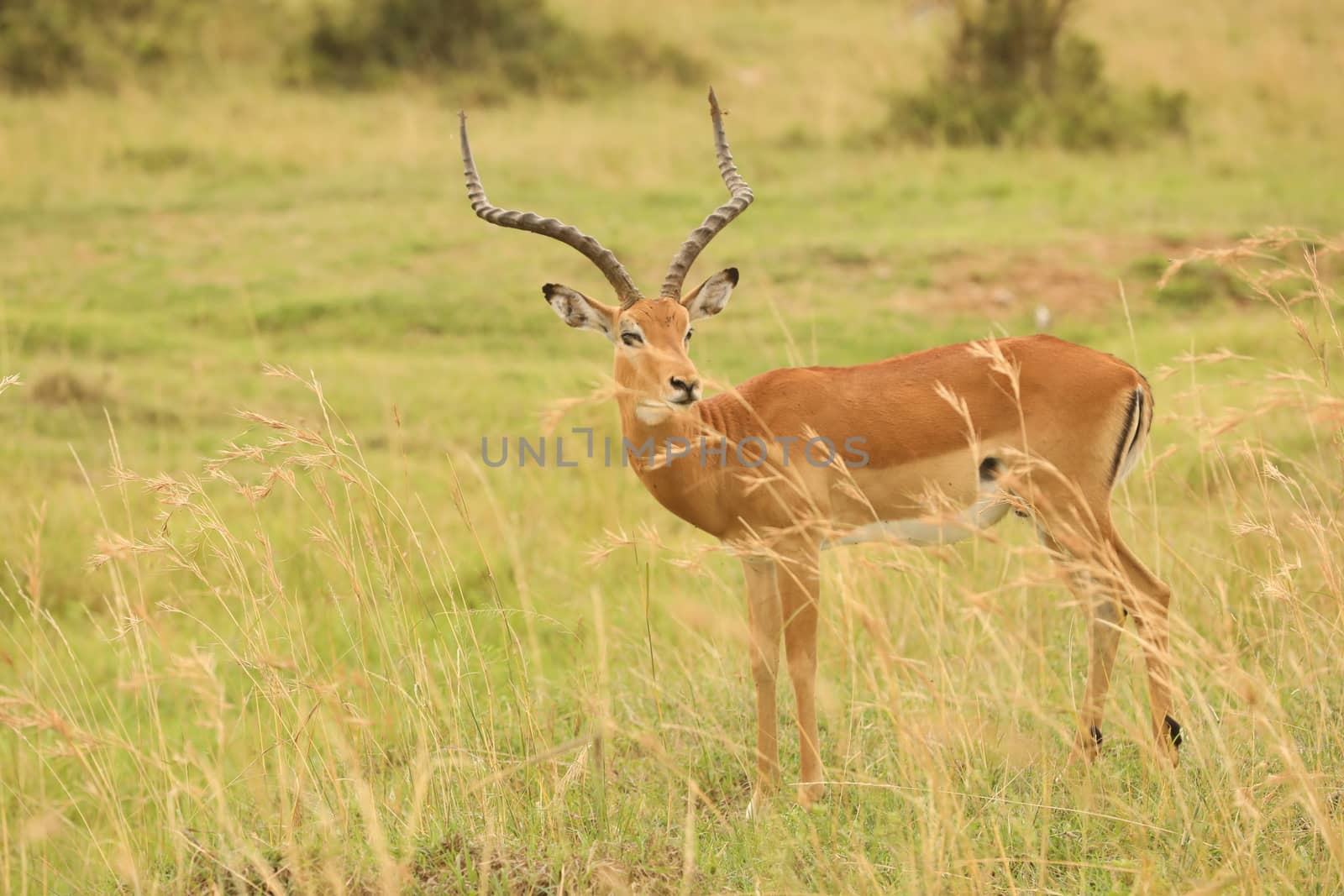 Deer At Masai Mara Kenya Africa