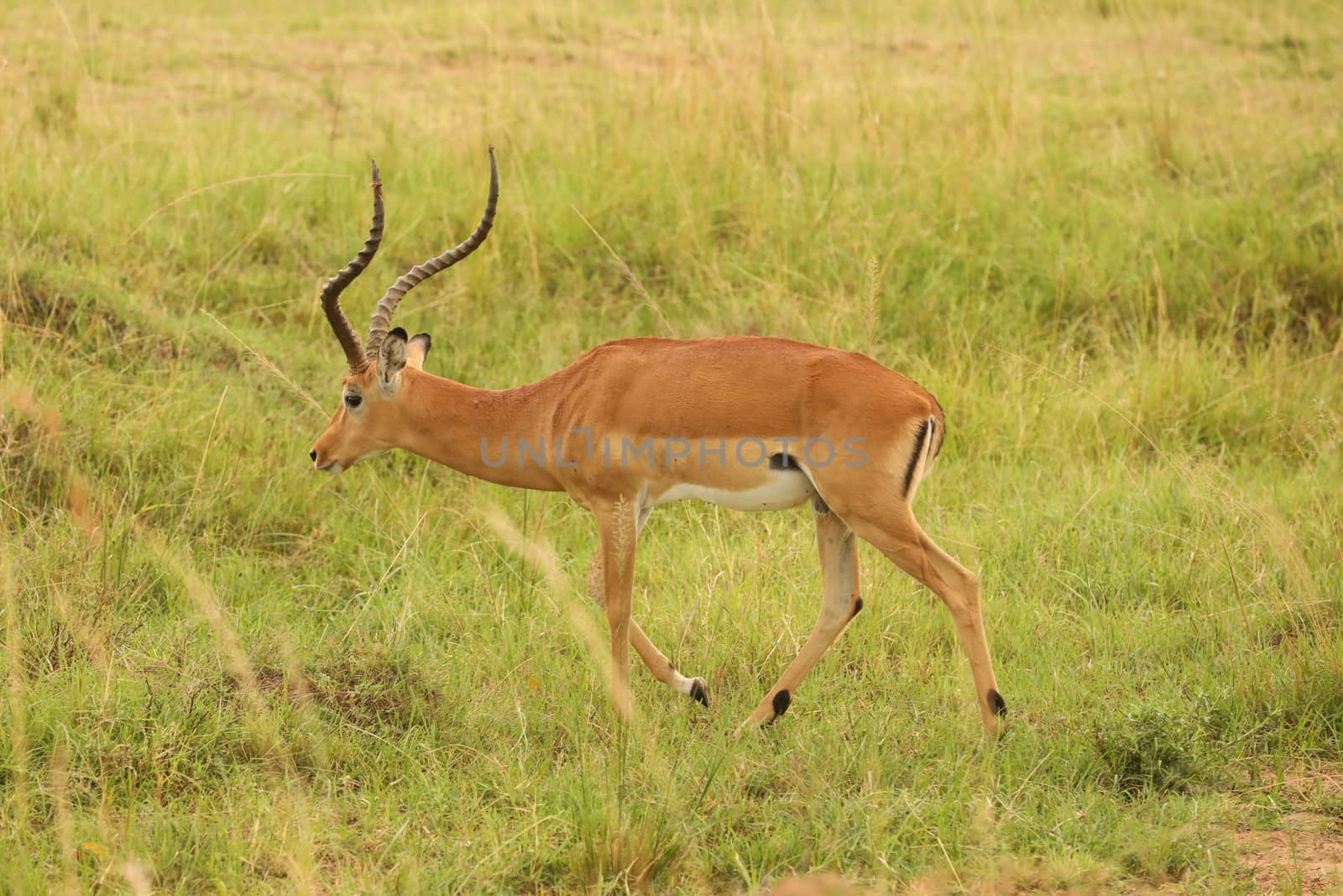 Deer At Masai Mara Kenya Africa