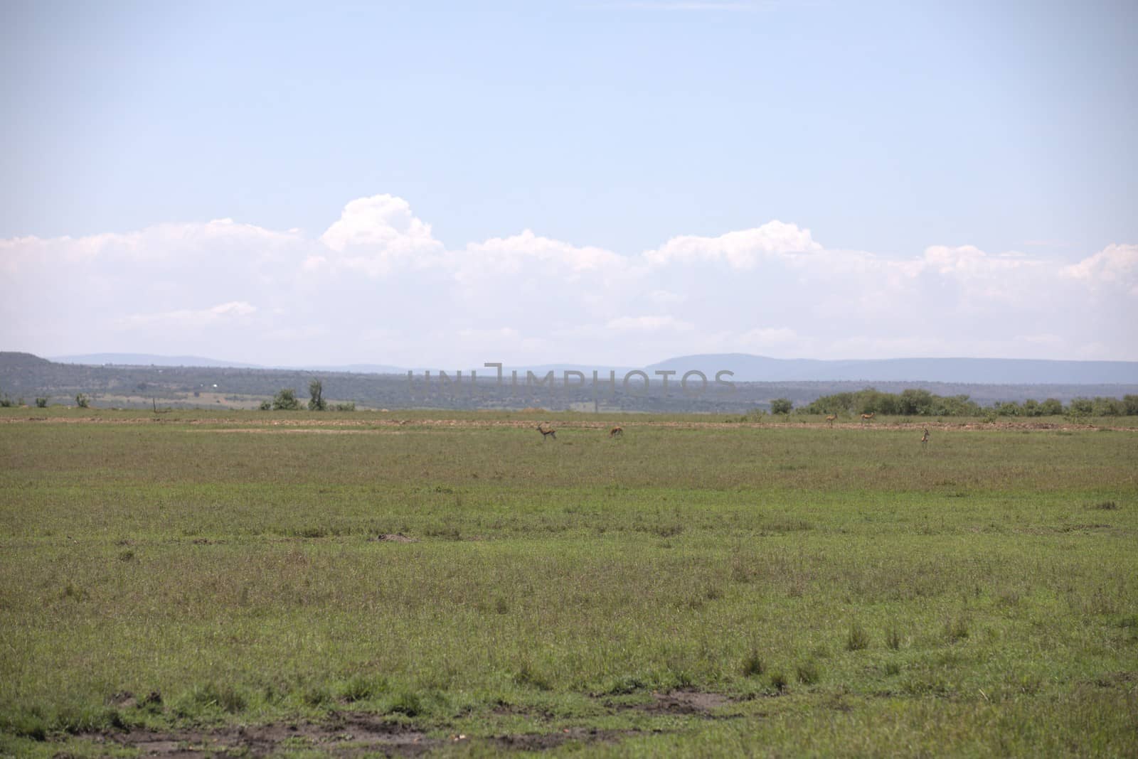 Deer At Masai Mara Kenya Africa