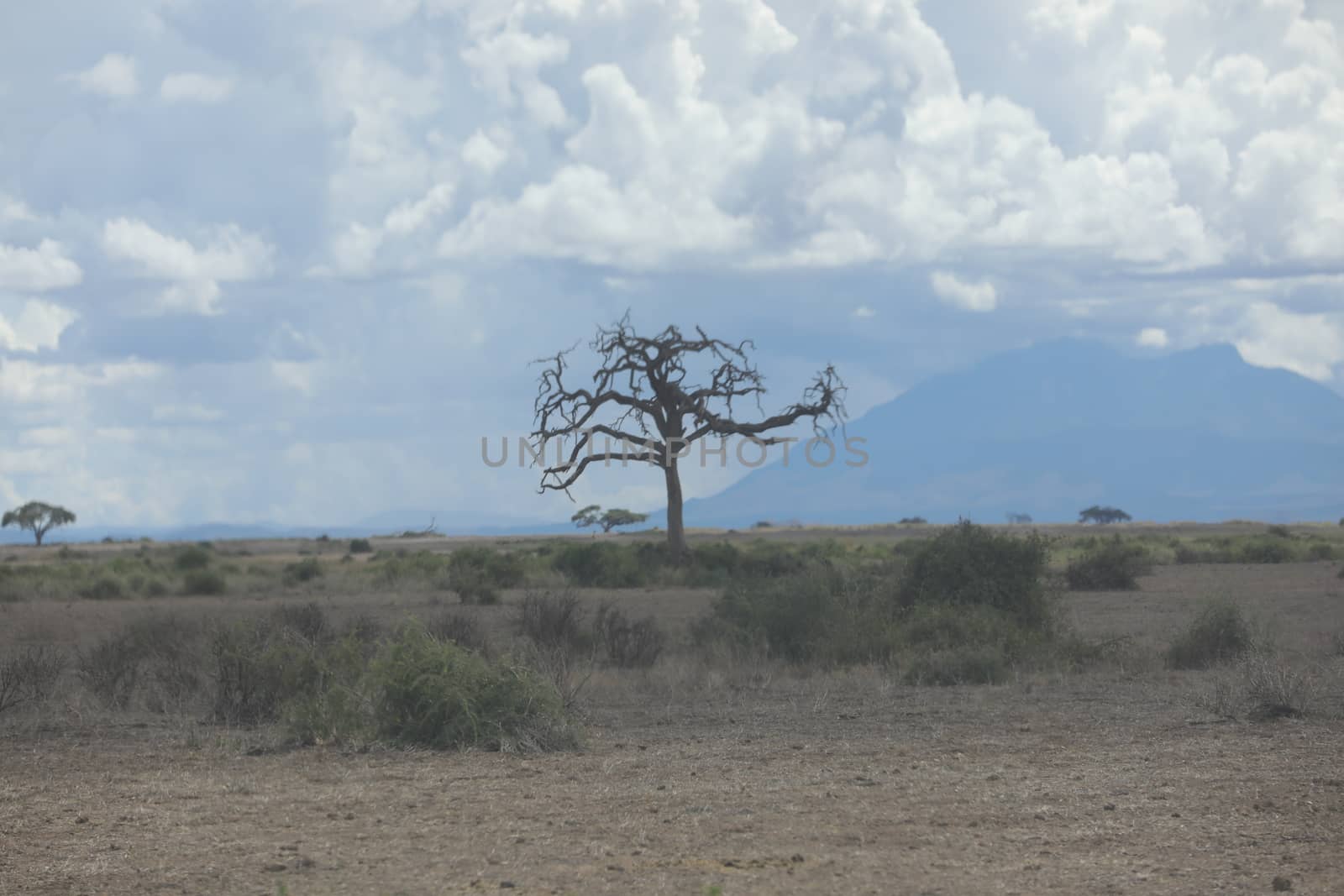 Dry Tree by rajastills