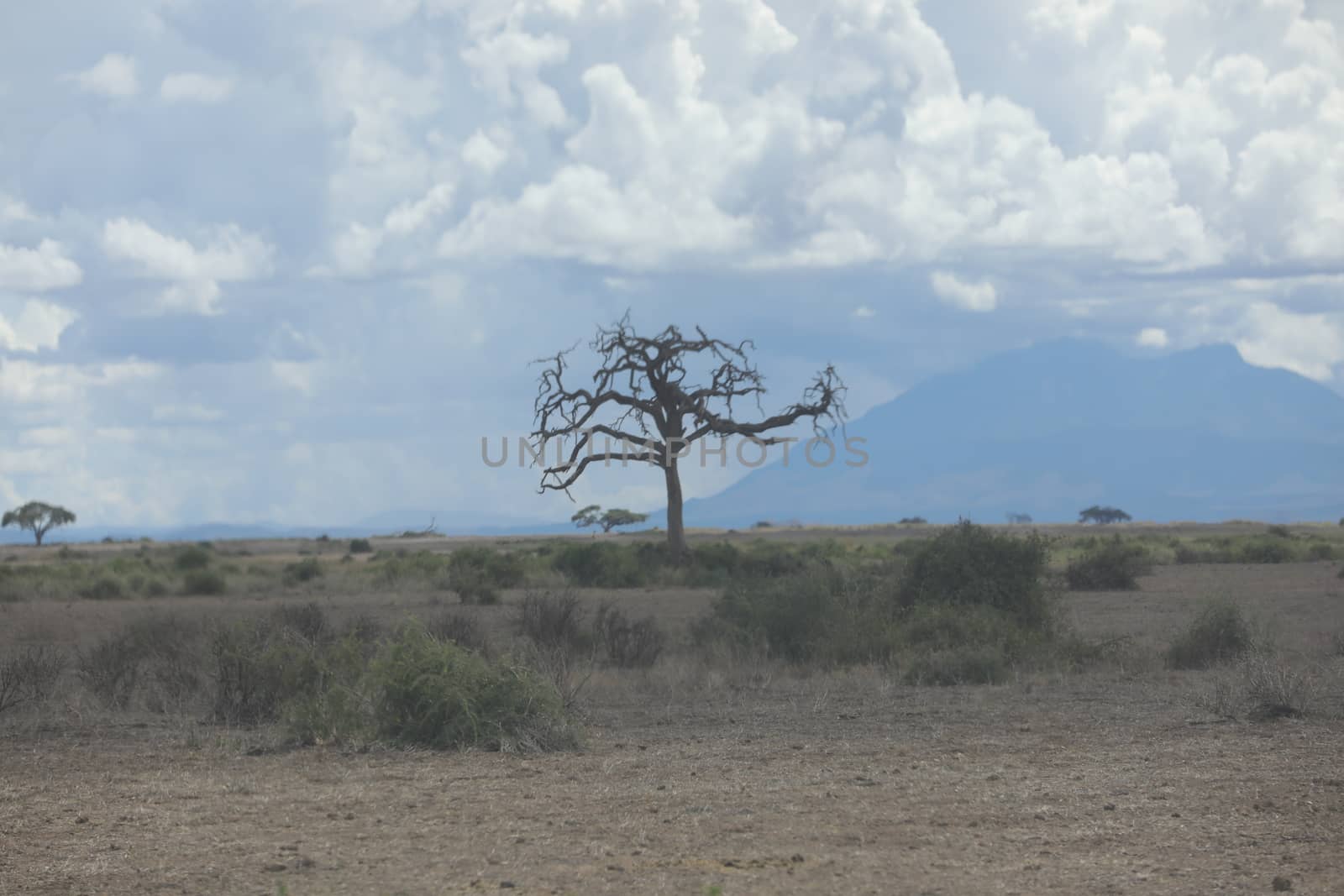 Dry Tree Masai Mara Kenya Africa