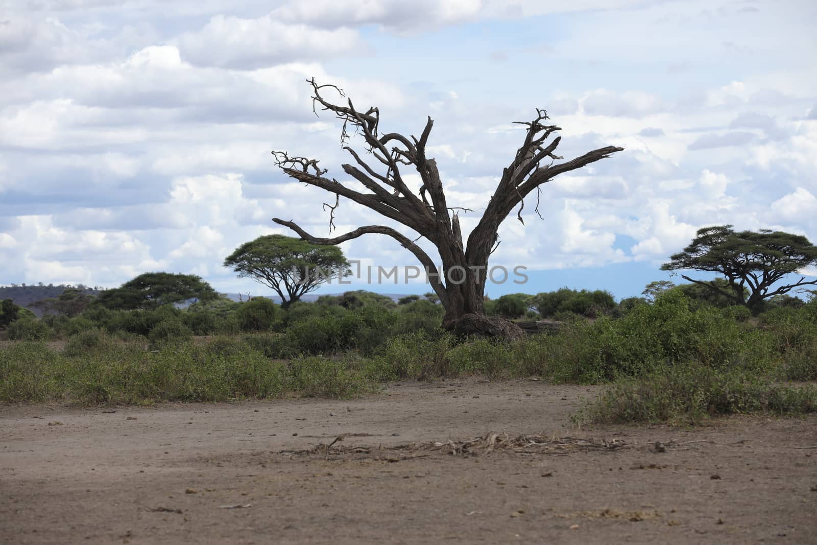 Dry Tree Masai Mara Kenya Africa