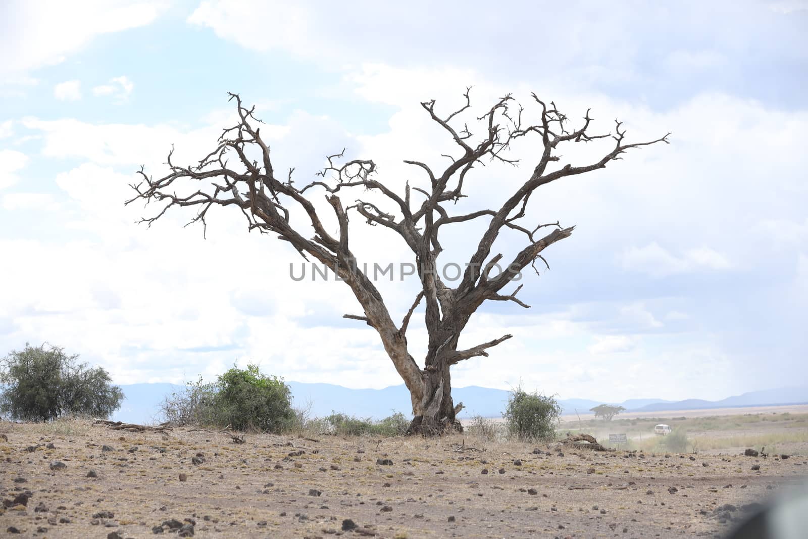 Dry Tree Masai Mara Kenya Africa